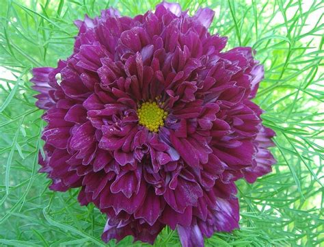 10 Seeds Purple (Mixed) Cosmos Bipinnatus Coreopsis Seeds Purple Double ...