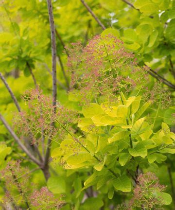 Best privacy trees for small backyards: 10 compact choices | Homes & Gardens