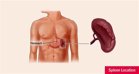 Spleen Function, Location, Size and Disorders - Organs Of The Body