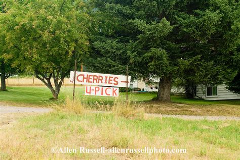 Cherry Orchard at Flathead Lake in Northwest Montana | Allen Russell Photography