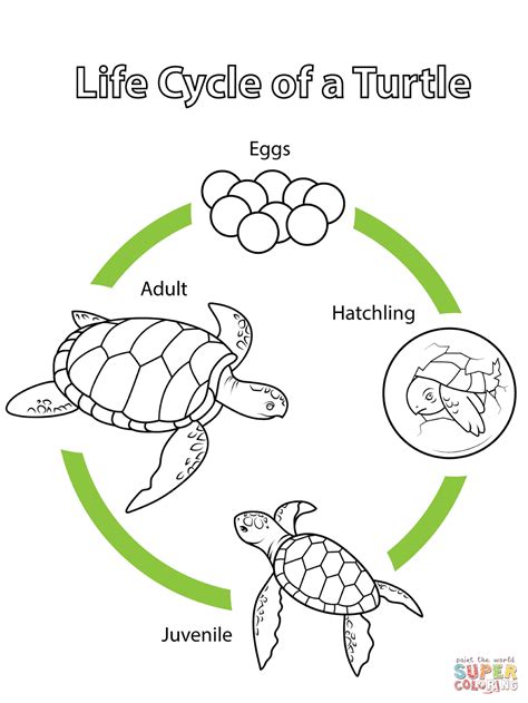 Life Cycle of a Turtle coloring page from Biology category. Select from ...