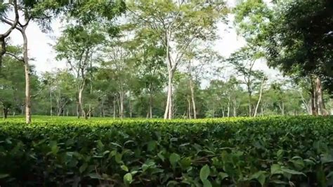 List of Top 10 Tea Gardens in Assam - The State’s Pride