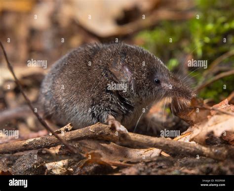 Pygmy shrew hi-res stock photography and images - Alamy