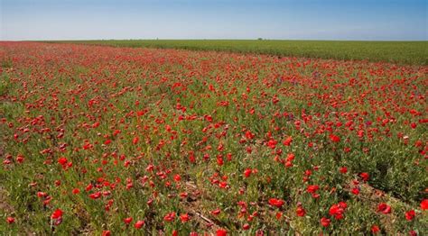 Premium Photo | Field with flower of the poppy