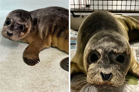 'Underweight and lethargic' seal pup Cranberry rescued by RSPCA from ...