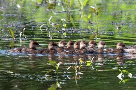 Hooded Merganser Ducklings DWF0203 Photograph by Gerry Gantt - Fine Art America