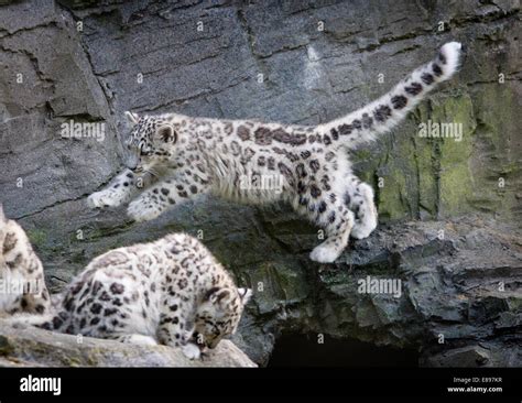 Two snow leopard cubs one jumping a gap Stock Photo - Alamy