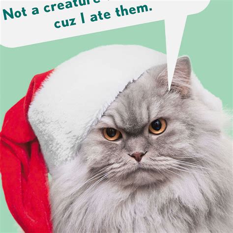 Santa Cat Funny Christmas Card - Greeting Cards - Hallmark