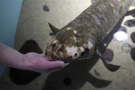 Meet Methuselah, the oldest living aquarium fish