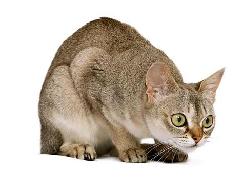 Crouching Singapura cat Pretty Cats, Beautiful Cats, Cute Cats, Pretty Kitty, Beautiful Pictures ...