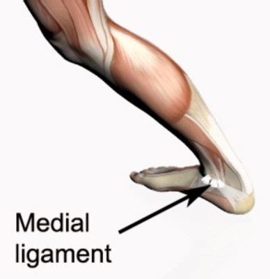 Medial Ankle Ligaments