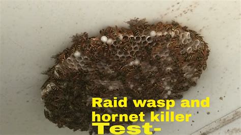 Raid! wasp and hornet killer spray/wasp nest removal - YouTube