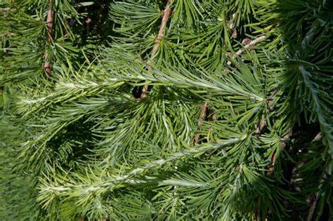 Weeping European Larch Leaves | ClipPix ETC: Educational Photos for ...