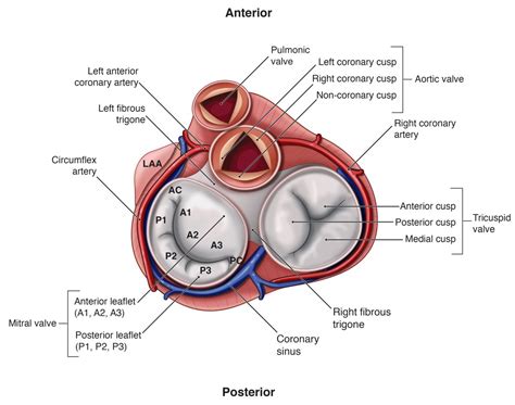 Mitral Valve Anatomy | EchoBoardsAcademy