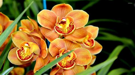 Orange orchids wallpaper - Flower wallpapers - #40143