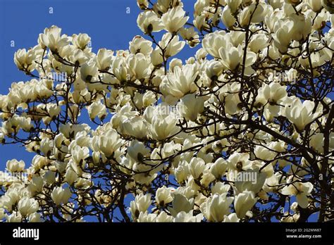 Yulan Magnolia (Magnolia denudata) Tree Flowers Stock Photo - Alamy