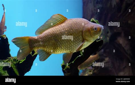 Freshwater fish crucian swims in the aquarium. The crucian carp in an ...