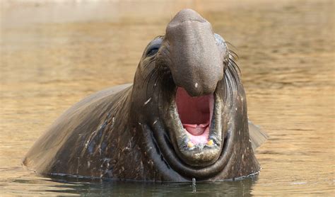 Northern elephant seal facts, distribution & population | BioDB