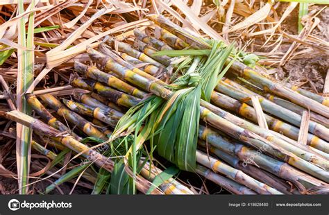 Sugarcane Pile Plantation Land Sugar Cane Harvest Season Sugarcane Fresh Stock Photo by ©cgdeaw ...