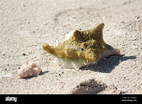 empty sea shells, seashells or shells from an animal at the beach sea ...