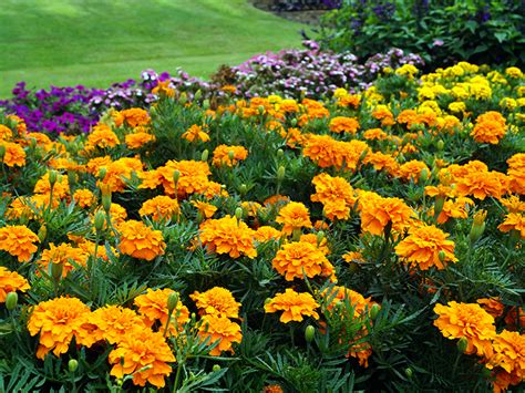 Marigolds | UMN Extension