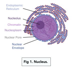 Eukaryotic Cells: Nucleus and Ribosomes (A-level Biology) - Study Mind