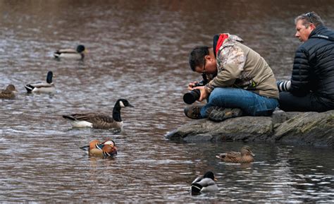 Mandarin duck wows at Central Park | Borneo Post Online