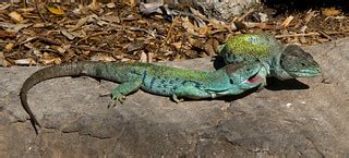 Ocellated Lizards | Timon lepidus | Jason Pratt | Flickr