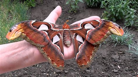 Attacus atlas,Atlasspinner,Atlas moth ♀ - YouTube