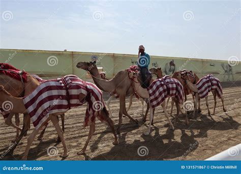 Camel race - training unit editorial photography. Image of unit - 131571867