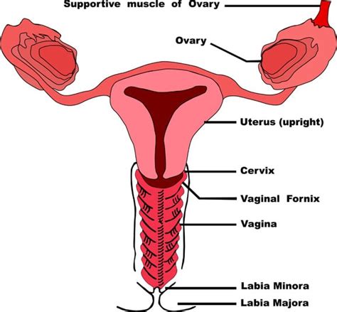 Labial Reconstruction Surgery | Labiaplasty Procedure