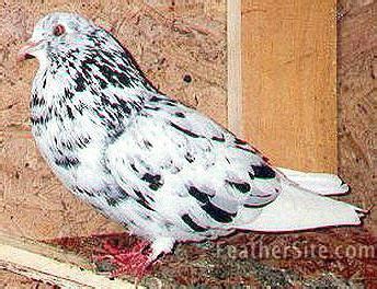 Roller Pigeons | Pigeon pictures, High flying pigeons, Pigeon