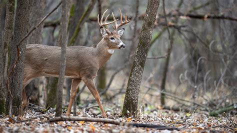 How to Still-Hunt Whitetail Deer | MeatEater Wired To Hunt