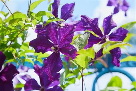 Clematis Care & Growing Guide