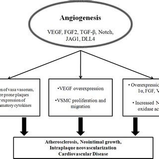 Schematic representation relating angiogenesis with cardiovascular ...