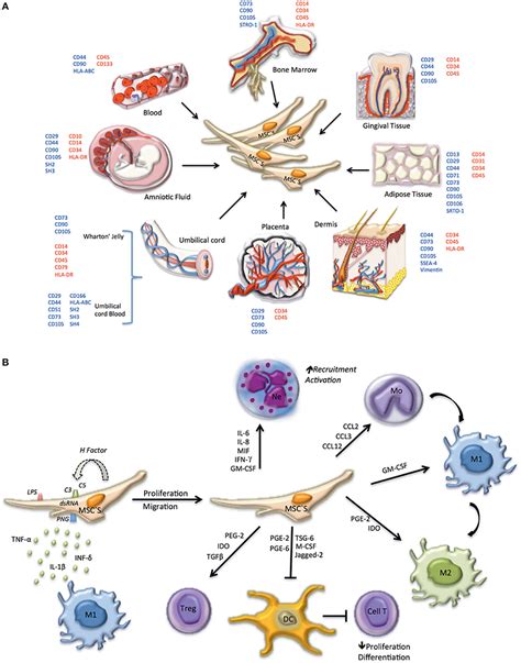 Frontiers | Mesenchymal Stem Cell-Derived Extracellular Vesicles Promote Angiogenesis: Potencial ...