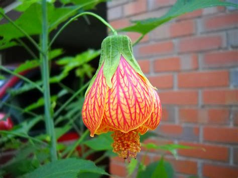 Gold Hill Plant Farm: Flowering Maple (Abutilon striatum)