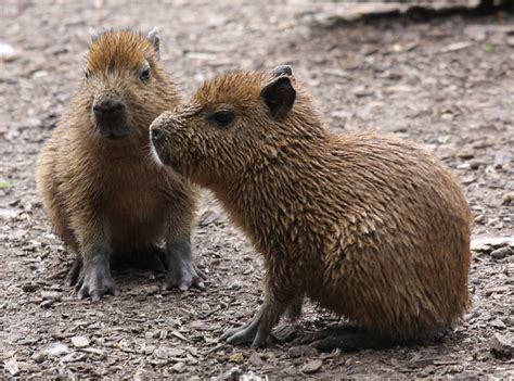 Baby capybaras | Flickr - Photo Sharing!