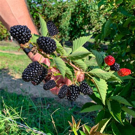 Sweet Giant Blackberry | Gurney's Seed & Nursery Co.