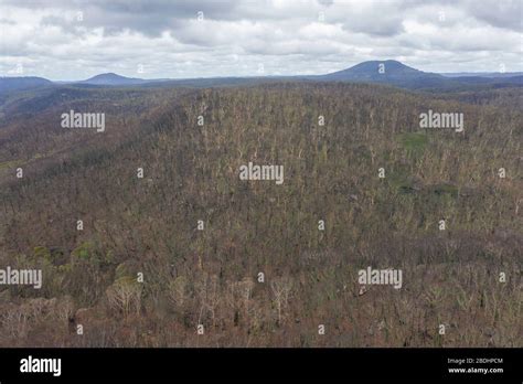 A forest burnt by bush fire in Australia beginning to regenerate Stock ...