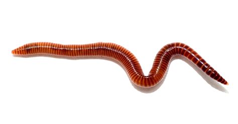 Worms PNG Images Transparent Background | PNG Play