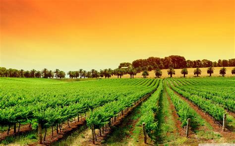 Grape Vineyard Wallpapers - Wallpaper Cave