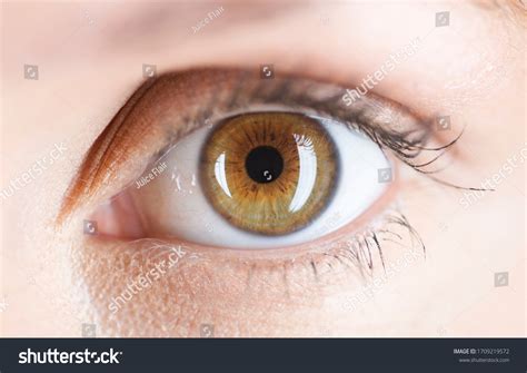 Hazel Eyes: Over 13,802 Royalty-Free Licensable Stock Photos | Shutterstock