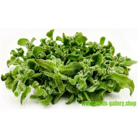 Ice Plant Seeds (Mesembryanthemum crystallinum) - Price €1.50