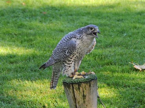 The Online Zoo - Gyrfalcon