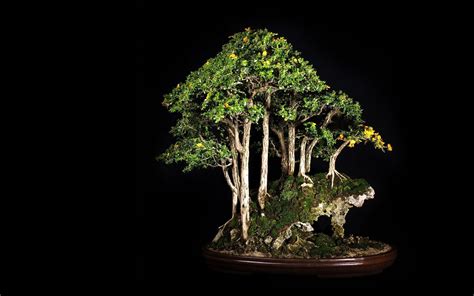 Bonsai Tree Wallpapers - Wallpaper Cave