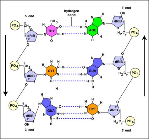 Structure of DNA