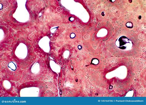 Histology of Human Compact Bone Tissue Under Microscope View for ...