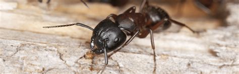 Effective Ant Prevention Tips | Truly Green Pest Control