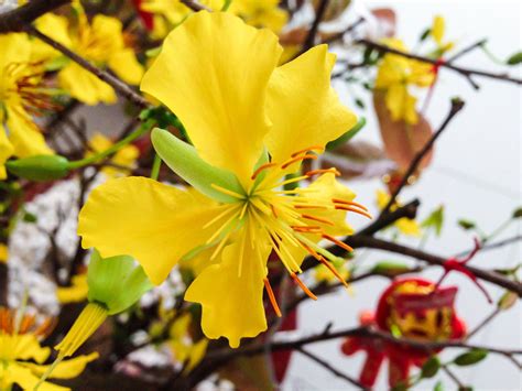 Blooming Yellow Apricot Blossoms | Apricot blossom, Blossom, Pretty flowers